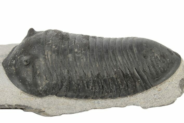 Inflated Wenndorfia Trilobite - Bou Lachrhal, Morocco #190161